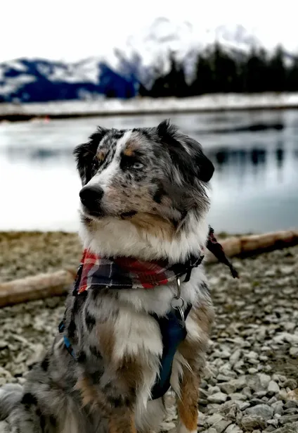 cujo