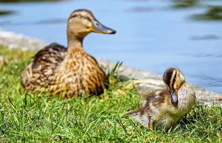 enten