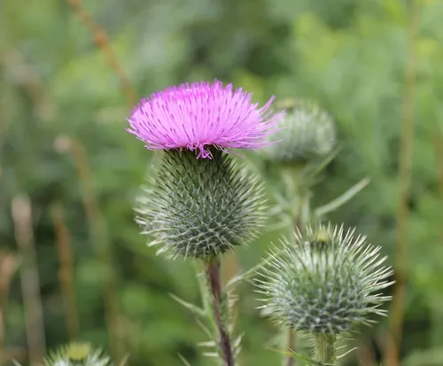 gardsteh
