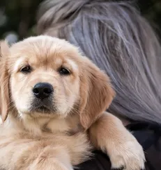 cujo