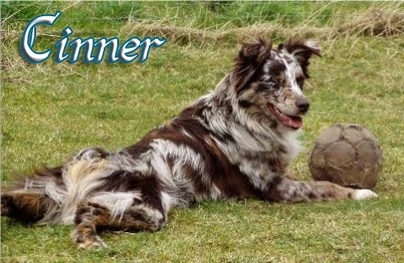 Cinner