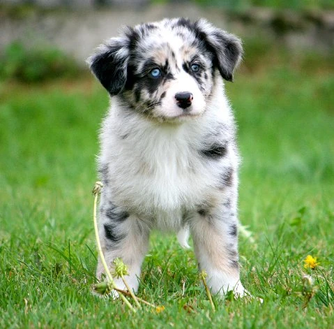 Dottie