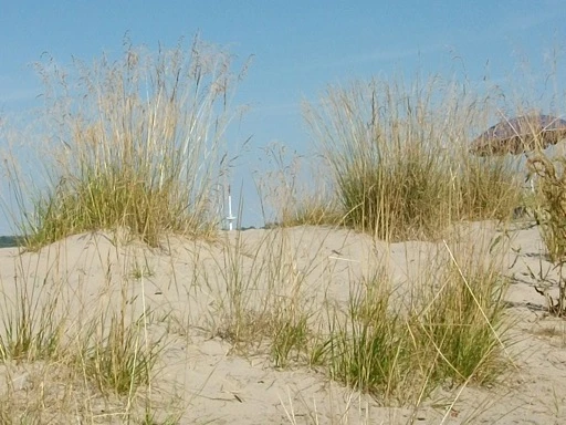 düne