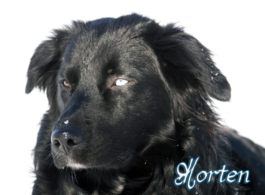Morten