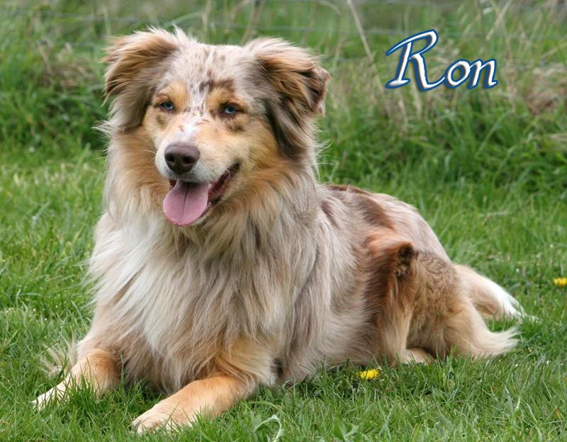 Ron