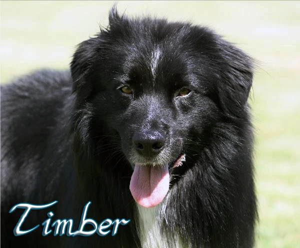 Timber