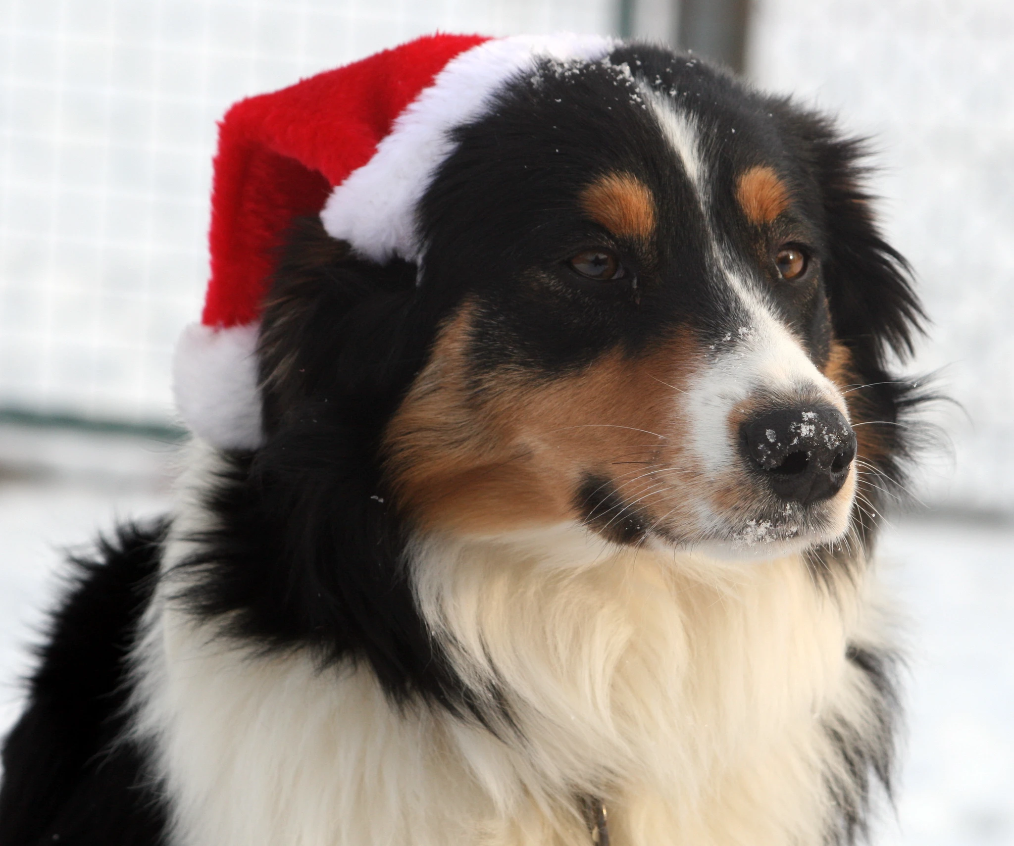 cujoxmas
