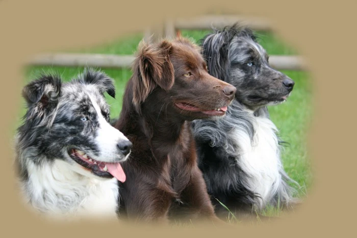 dreiaussies